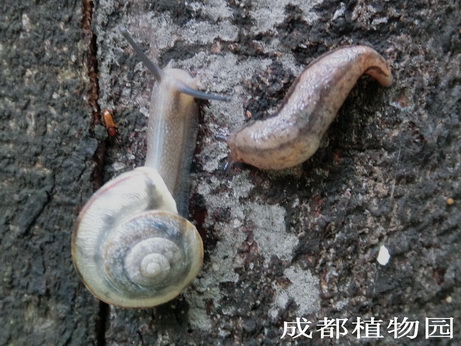 资讯 成都市园林植物有害生物预测预报                       蜗牛